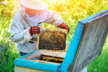 Arı kovanı. Arı kovanlarını yakınındaki arıcı çalışır.