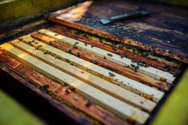 Arıcı bir bal arısı ile çalışır.