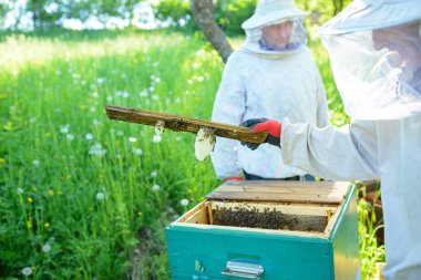 Arıcı petek çerçeveyle kovandan alır..
