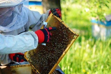 Arıcı petek çerçeveyle kovandan alır..