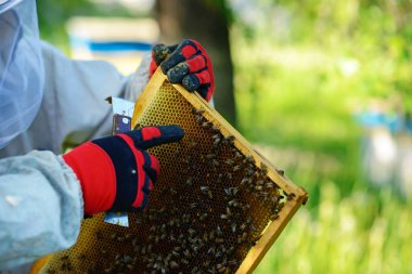Arıcı petek çerçeveyle kovandan alır..