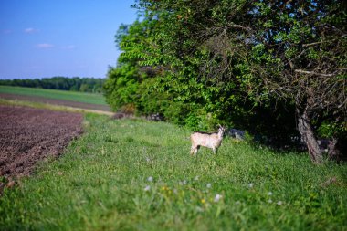 Beyaz Keçi güneşli bir günde bir yeşil çayır üzerinde otlatma.