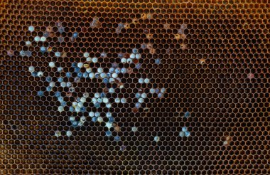 Balmumu bal peteğinin bir bölümünün arkaplan dokusu ve deseni tam çerçeve görünümlü altın bal dolu bir arı kovanına ait..