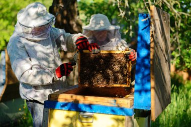 İki arıcılar bir arı kovanı üzerinde çalışıyorum. Yaz.
