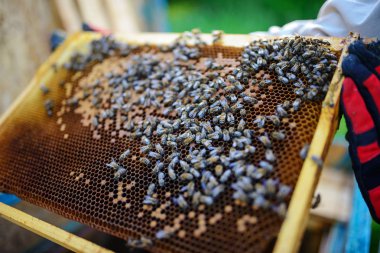 Arı yetiştiricisi arılarla bal peteğinin çerçevesini tutuyor.