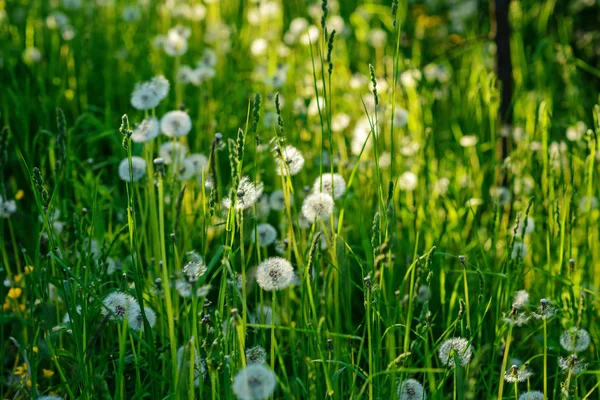 Pissenlit Dans Herbe Verte Humide Avec Pelouse Rosée Backround — Photo