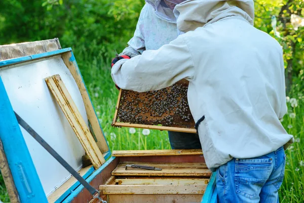 Два Пчеловода Работают Пасеке Лето — стоковое фото