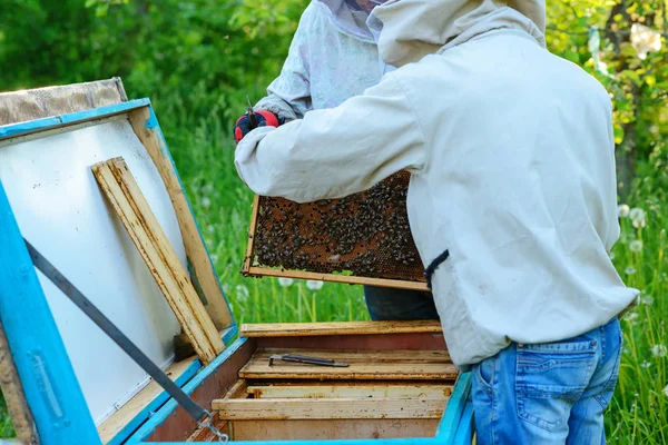 Two Beekeepers Work Apiary Summer — Stock Photo, Image