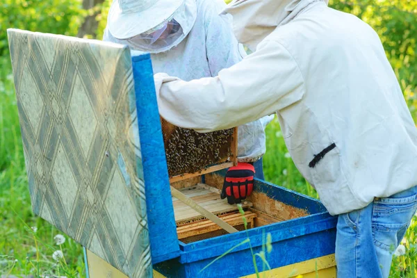 Пасіці Працюють Двоє Бджолярів Літо — стокове фото