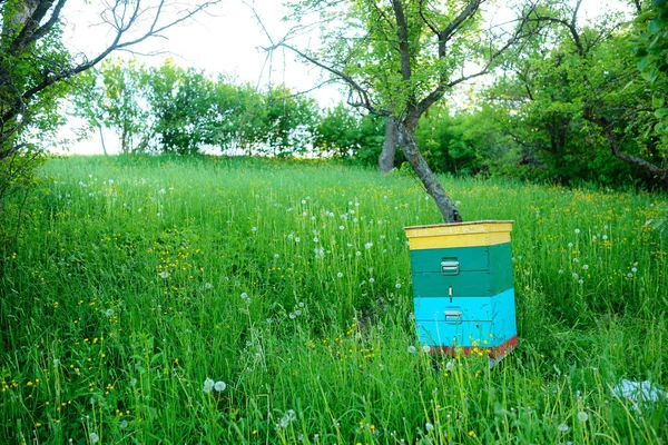 Polish Landscape Beehives Ecological Field — Stock Photo, Image