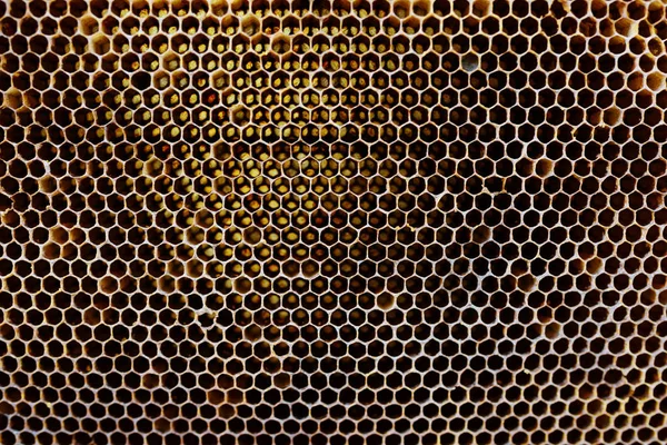 Textura Fondo Patrón Una Sección Panal Cera Una Colmena Abejas —  Fotos de Stock