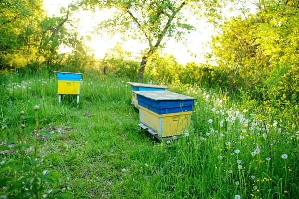 Paysage Polonais Avec Ruches Sur Terrain Écologique — Photo