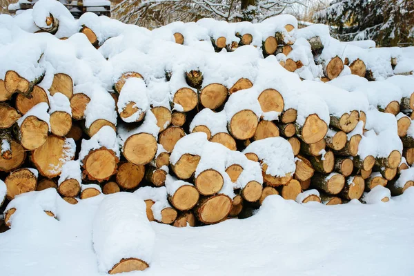 Montones Troncos Bosque Durante Invierno — Foto de Stock