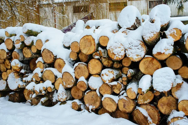 Montones Troncos Bosque Durante Invierno — Foto de Stock