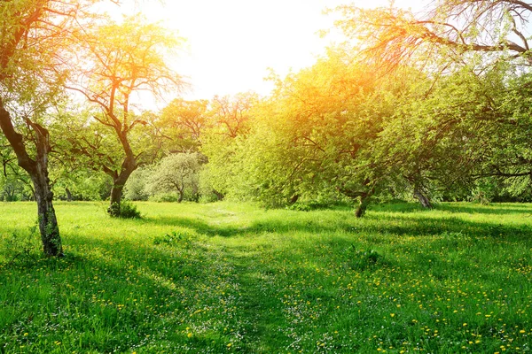 Naturalny Buk Drzewo Las Oświetlone Przez Sunbeams Przez Mgłę — Zdjęcie stockowe