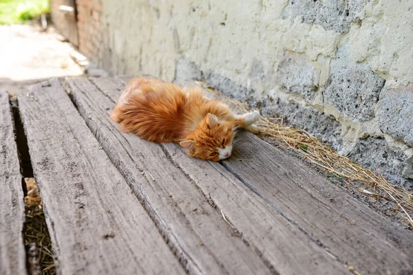 Gato Vermelho Preguiçoso Dia Ensolarado Verão Foco Seletivo — Fotografia de Stock