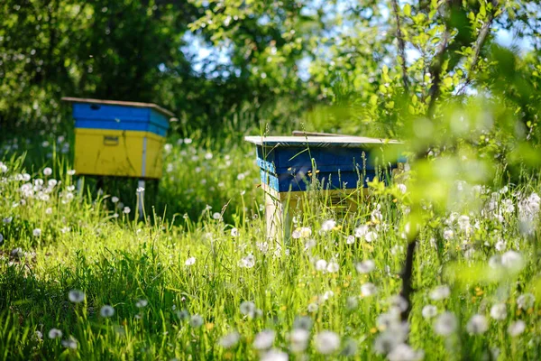 Paysage Polonais Avec Ruches Sur Terrain Écologique — Photo