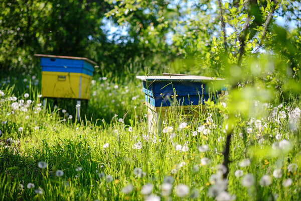 Polish landscape with beehives on ecological field.