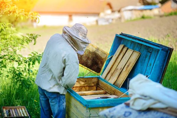 Bijenteelt Imker Werkt Met Bijen Buurt Van Kasten — Stockfoto