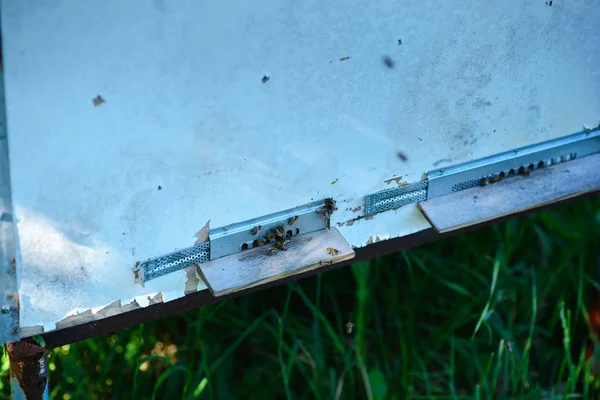 Group Honeybees Flying Vintage Beehive — Stock Photo, Image