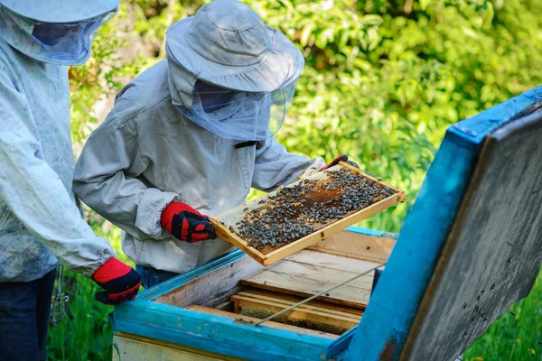 Два Пчеловода Работают Пасеке Лето — стоковое фото