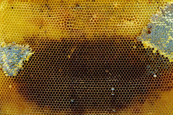 Honey Comb Medem Jako Pozadí — Stock fotografie