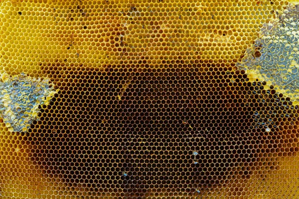 Honey Comb Medem Jako Pozadí — Stock fotografie