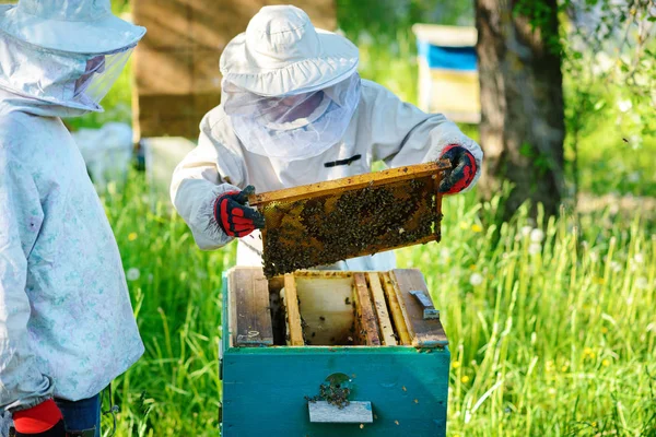 Zwei Imker Arbeiten Einem Bienenhaus Sommer — Stockfoto