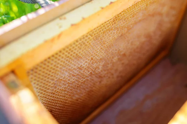 Háttér Textúra Minta Egy Része Viasz Méhsejt Egy Méhkas Tele — Stock Fotó