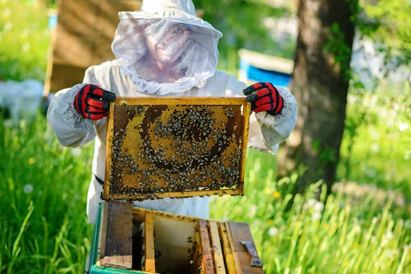 Včelař Rám Voštinovým Podregistru — Stock fotografie
