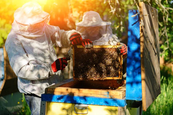 Пасіці Працюють Двоє Бджолярів Літо — стокове фото