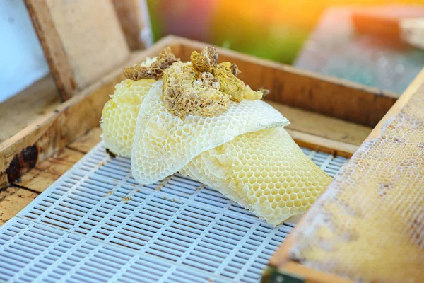 Honigrahmen Frontansicht Aus Holz Und Voller Honig Der Wachs Versteckt — Stockfoto