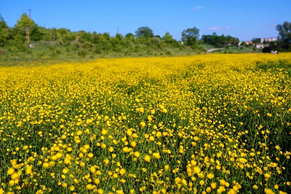 テクスチャ空と黄色い花を持つ草に覆われたフィールド上の牛の群れを放牧に夏の風景です バック グラウンド — ストック写真