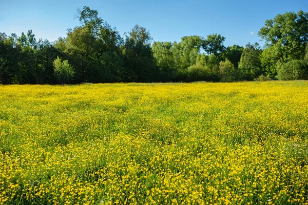 テクスチャ空と黄色い花を持つ草に覆われたフィールド上の牛の群れを放牧に夏の風景です バック グラウンド — ストック写真
