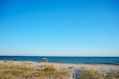 vahşi bir plaj ve güzel güneşli bir günde bir güvercin deniz suyu.