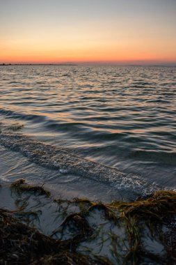 vahşi bir plaj ve güzel güneşli bir günde bir güvercin deniz suyu.