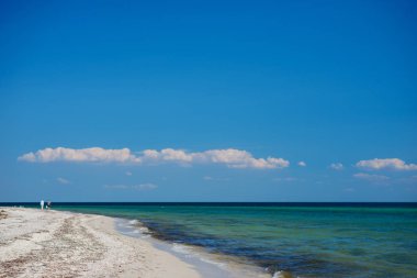 vahşi bir plaj ve güzel güneşli bir günde bir güvercin deniz suyu.