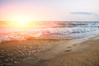 vahşi bir plaj ve güzel güneşli bir günde bir güvercin deniz suyu.