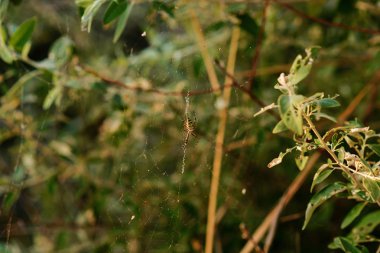 Argiope bruennichi bir dağıtılmış Orta Avrupa, Kuzey Avrupa, Kuzey Afrika, Asya, Azor Takımadaları bölgeleri küre-web örümcek türüdür.