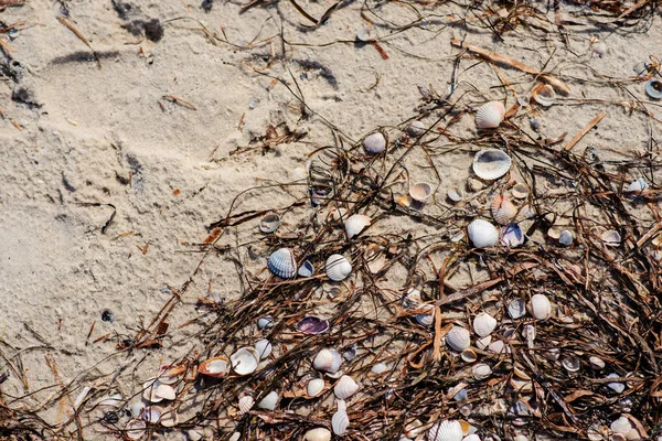 Textur Mit Muschel Und Kieselsteinen Nassen Gelben Sand Des Strandes — Stockfoto