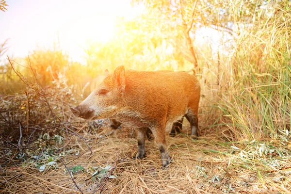 Wild Boar Walking Forest Foggy Morning Looking Camera Wildlife Natural — Stock Photo, Image