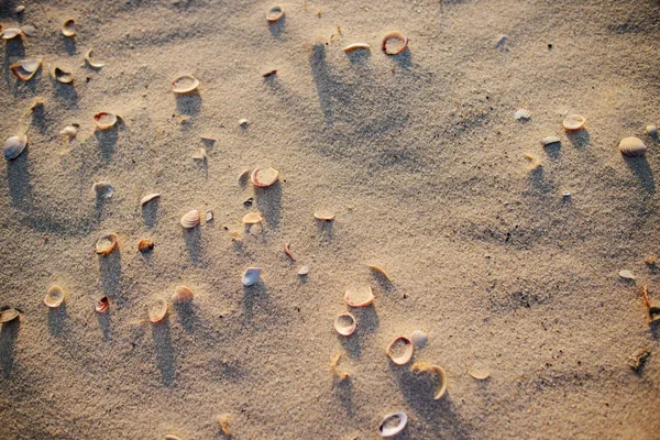 Υφή Κέλυφος Και Βότσαλο Υγρή Κίτρινη Άμμο Της Παραλίας Φόντο — Φωτογραφία Αρχείου