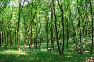 gün batımında güzel ağaç. çevre koruma.