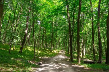 gün batımında güzel ağaç. çevre koruma.