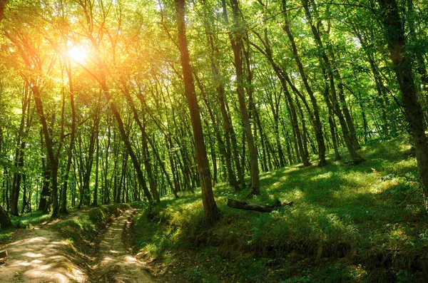 Piękne Drewno Zachód Słońca Ochrona Środowiska — Zdjęcie stockowe