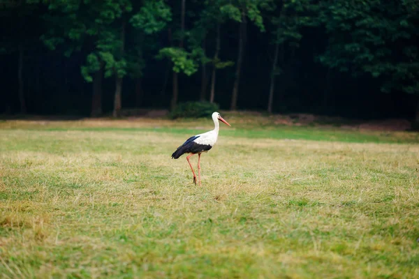 Hvid Stork Grøn Eng Jagt Efter Mad - Stock-foto
