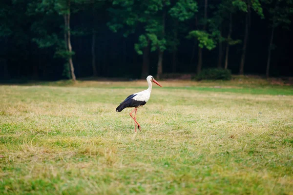 Beyaz Gıda Için Avcılık Bir Yeşil Çayır Üzerinde Yürüyen Leylek — Stok fotoğraf