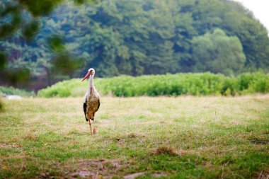 Beyaz Gıda için avcılık bir yeşil çayır üzerinde yürüyen leylek.