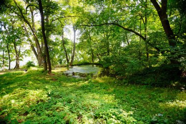 Yapraklarla çerçevelenmiş taze yeşil yaprak ağaçlarından oluşan manzaralı bir orman. Güneş, sıcak ışınlarını yeşilliklere saçıyor..