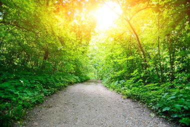 gün batımında güzel ağaç. çevre koruma.